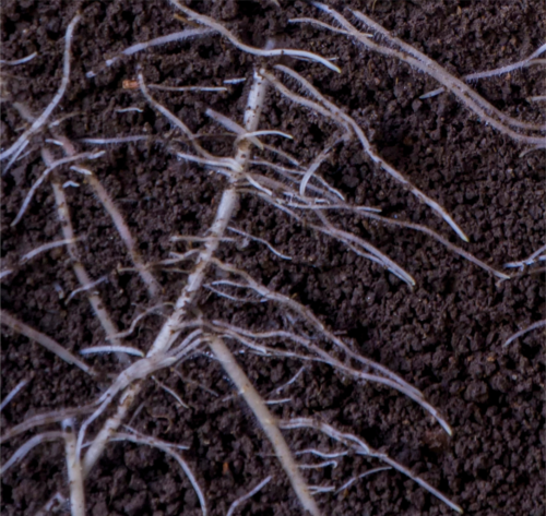Radik-Fe concime organo-minerale liquido, ferro assimilabile